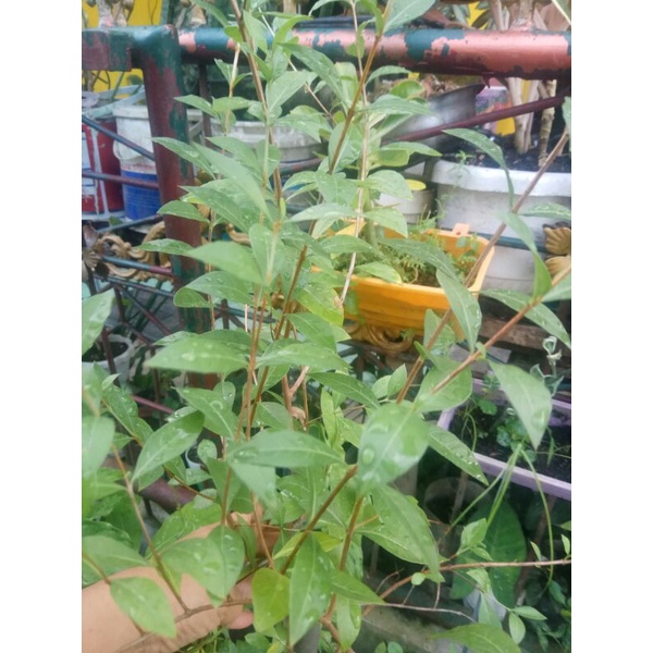 INAI PACAR - DAUN PACAR - POHON PACAR - PERONA KUKU