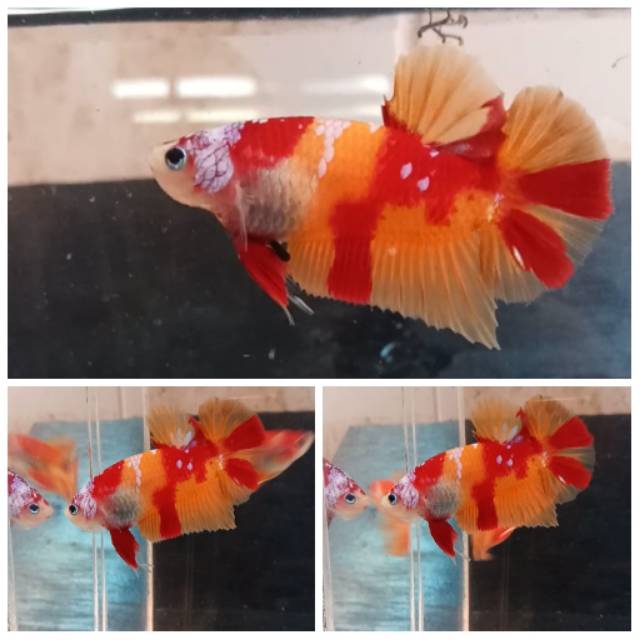 Cupang nemo yellow base