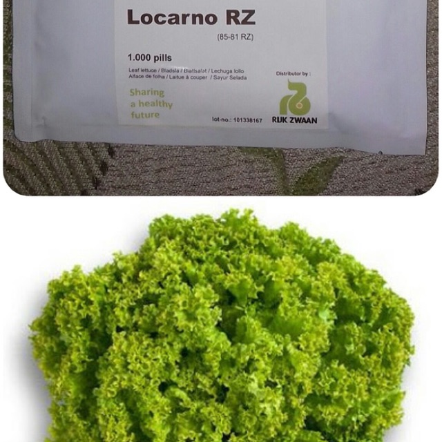 1000 pills Benih Selada LOCARNO RZ Leaf Lettuce, kemasan asli
