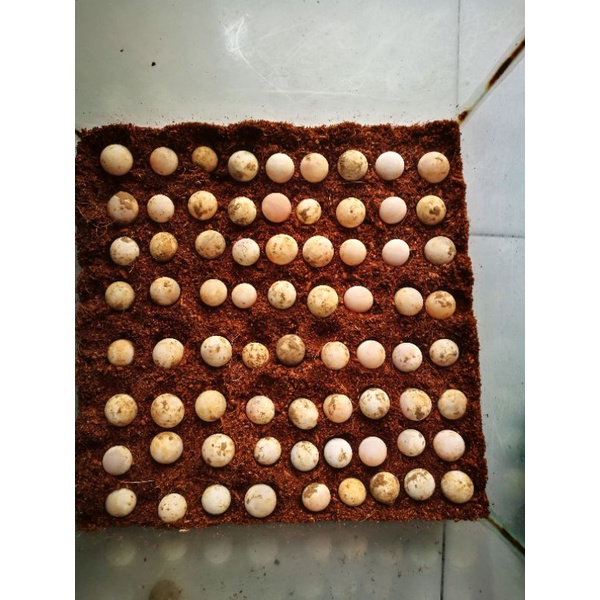 Paket 10butir Telur Bulus | Telur Labi-labi