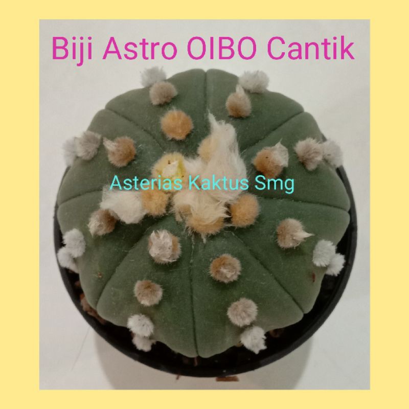 Biji Kaktus Astro Astrophytum OIBO Cantik