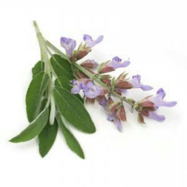 organic Clary Sage essential oil