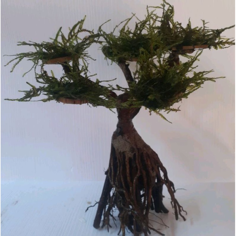 Bonsai Size Moss Weeping Size S - Sudah Termasuk Dengan Moss Nyah