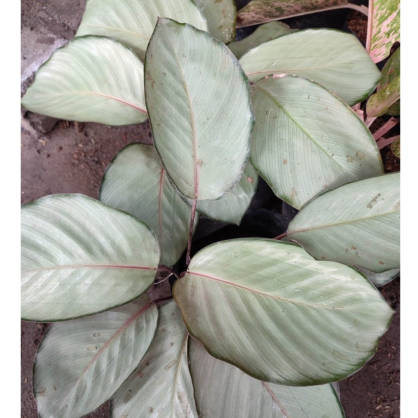 Bunga Kalatea Calathea Silver Murah Cantik Terawat