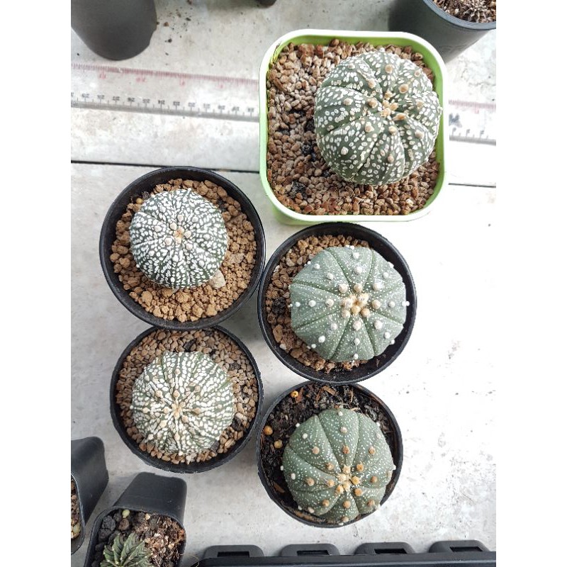 Kaktus premium Astrophytum Superkabuto besar