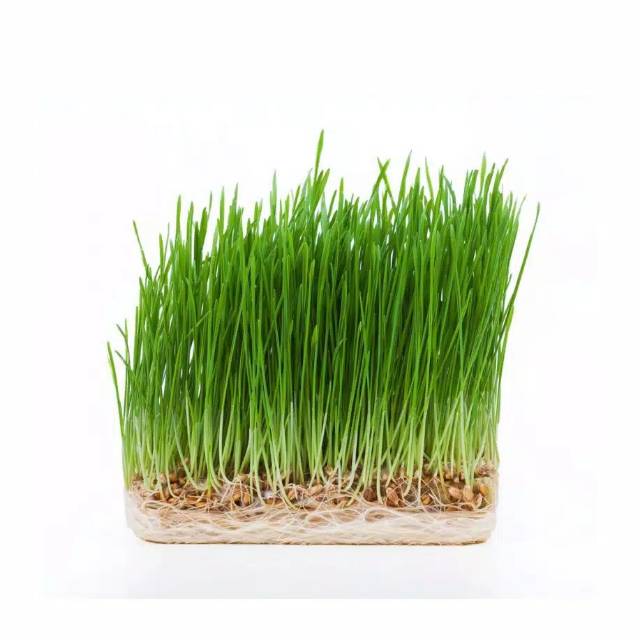 Benih rumput kucing 50gr biji gandum / cat grass / biji gandum rumput kucing 50gr catgrass / wheatgrass bukan catnip 50gr