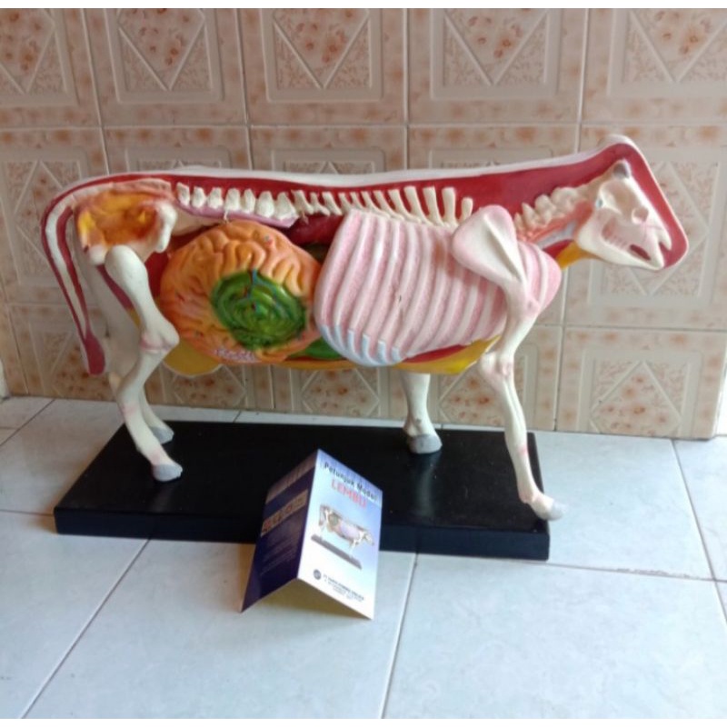 

Alat Peraga Pendidikan Model Lembu Sapi Murah