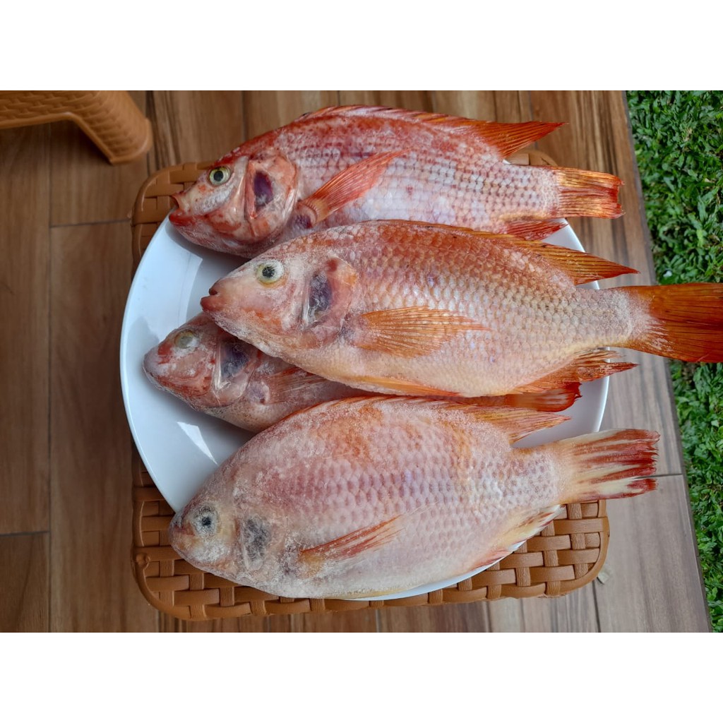 

Frozen Ikan Nila Merah