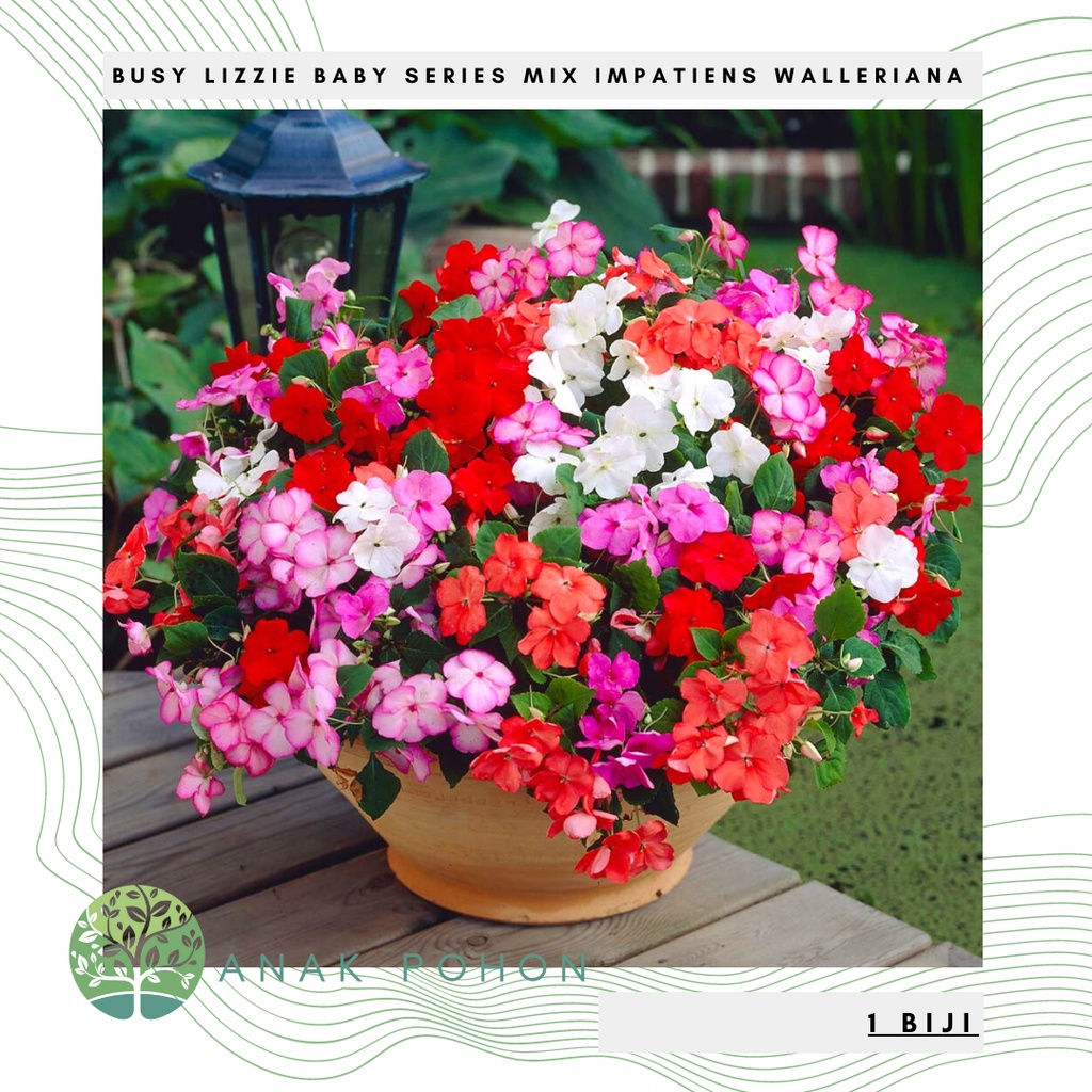 Benih Bibit Biji - Bunga Busy Lizzie Baby Series Mix Impatiens Walleriana Flower Seeds - IMPORT