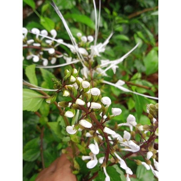 

Kumis kucing bahan herbal