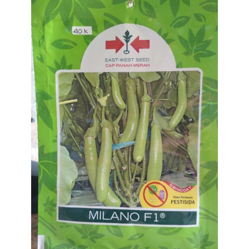 benih terong hijau milano F1