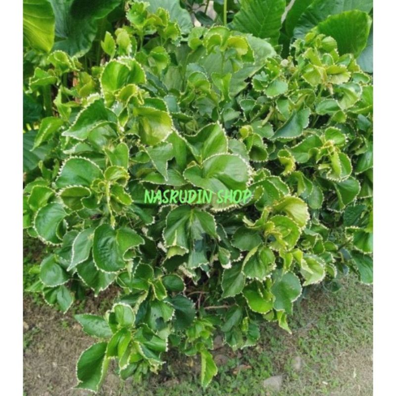 

DAUN ACALYPHA WILKESIANA SEGAR 30 LEMBAR | DAUN WILKESIANA LANGSUNG PETIK | OBAT JAMUR KULIT