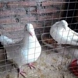 burung merpati putih polos sepasang