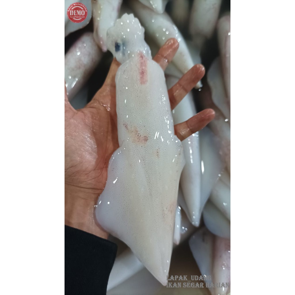 

Cumi Segar Cumi Bangka Jumbo Seafood Fresh Kualitas GARANSI SEGAR