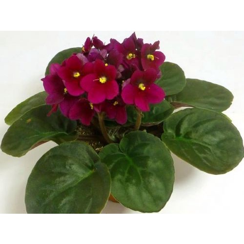 begonia african violet