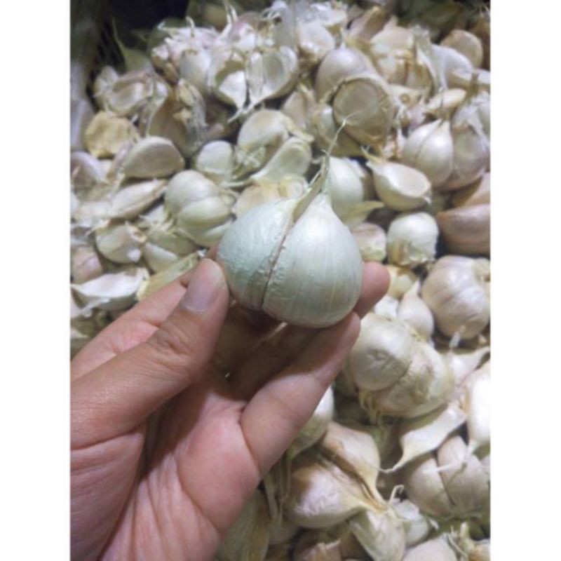 

bawang putih super sortiran 1kg