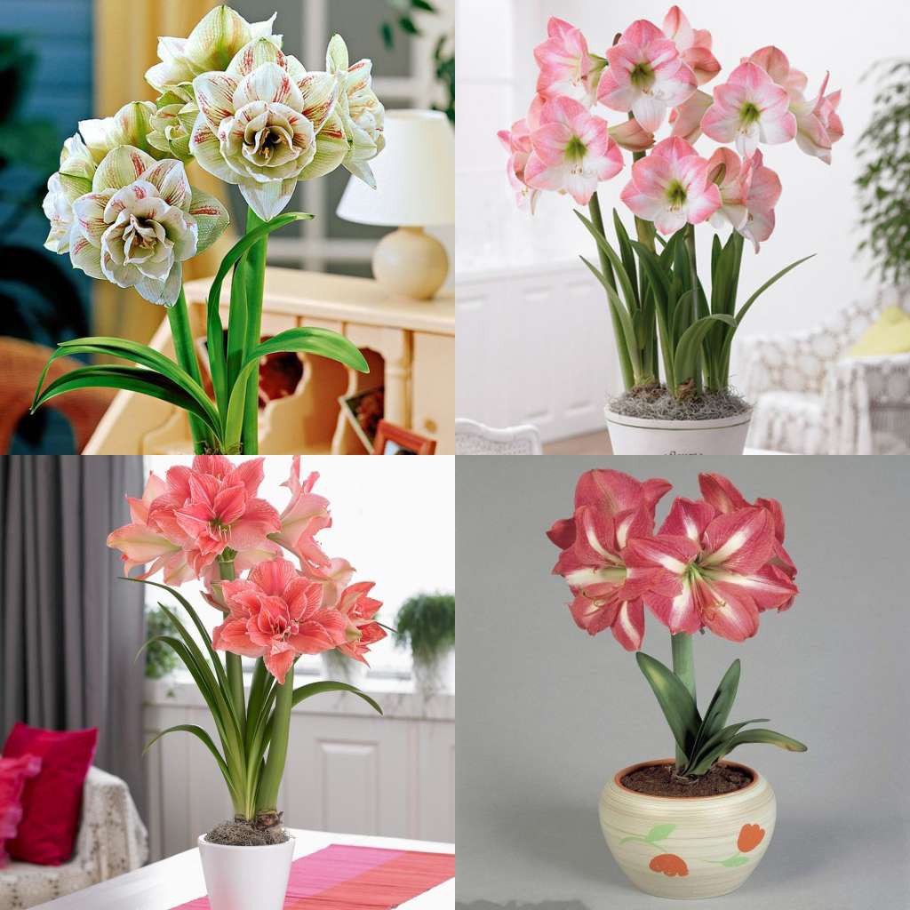 

50 seeds/pack Bonsai ornamental flower seed Hippeastrum rutilum flower seed