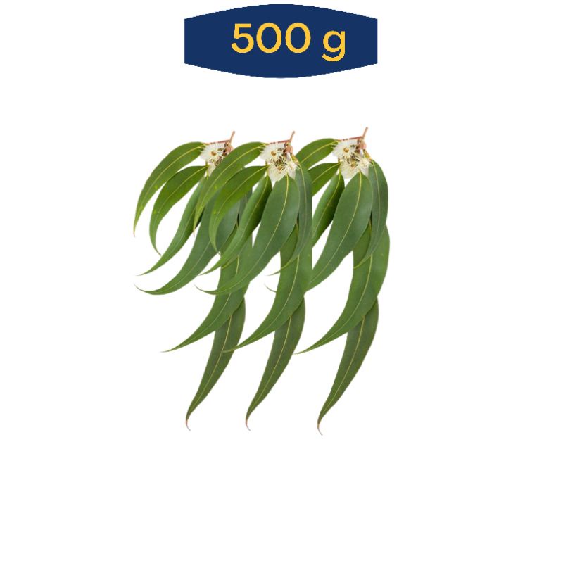 

Daun Kayu Putih Segar atau kering Langsung Petik Pohon Bahan Terapi Uap Mandi Rempah dan Suling minyak