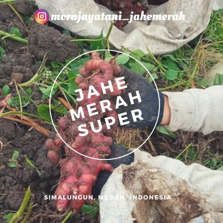 

Reborn BIBIT JAHE MERAH SUPER MORA JAYA