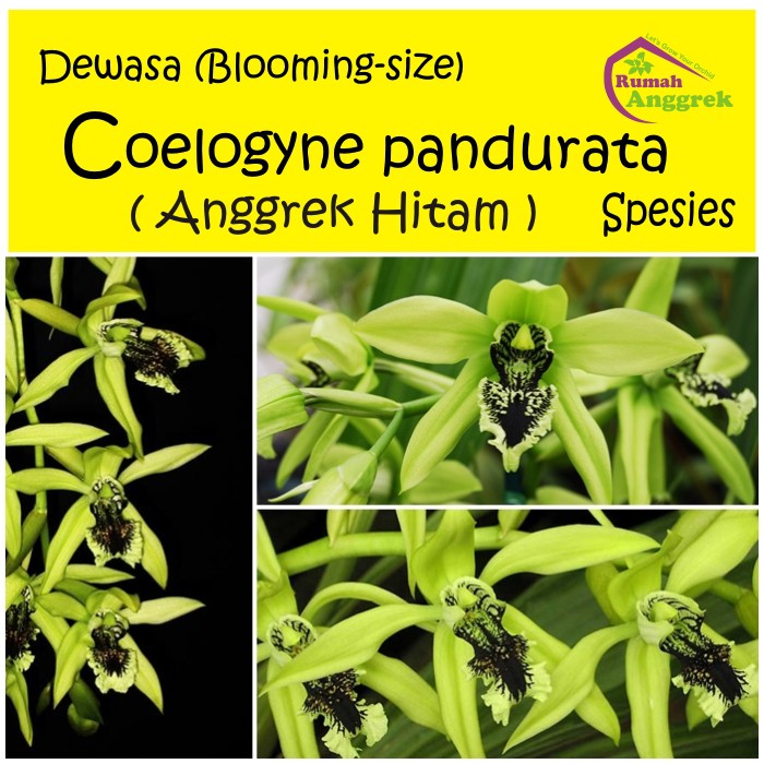Coelogyne Pandurata anggrek hitam bunga dewasa paket unik bulan wangi coe selogen dendrobium