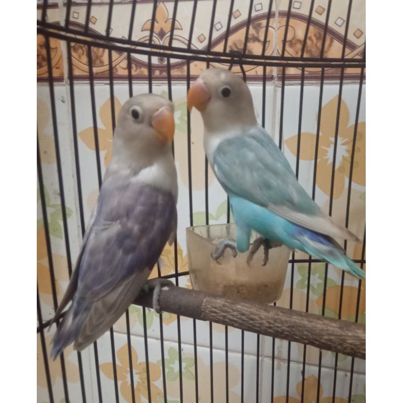 Burung love bird pasangan pasvio dan blue ice/pasbir prospek Ring JUNIOR LBF