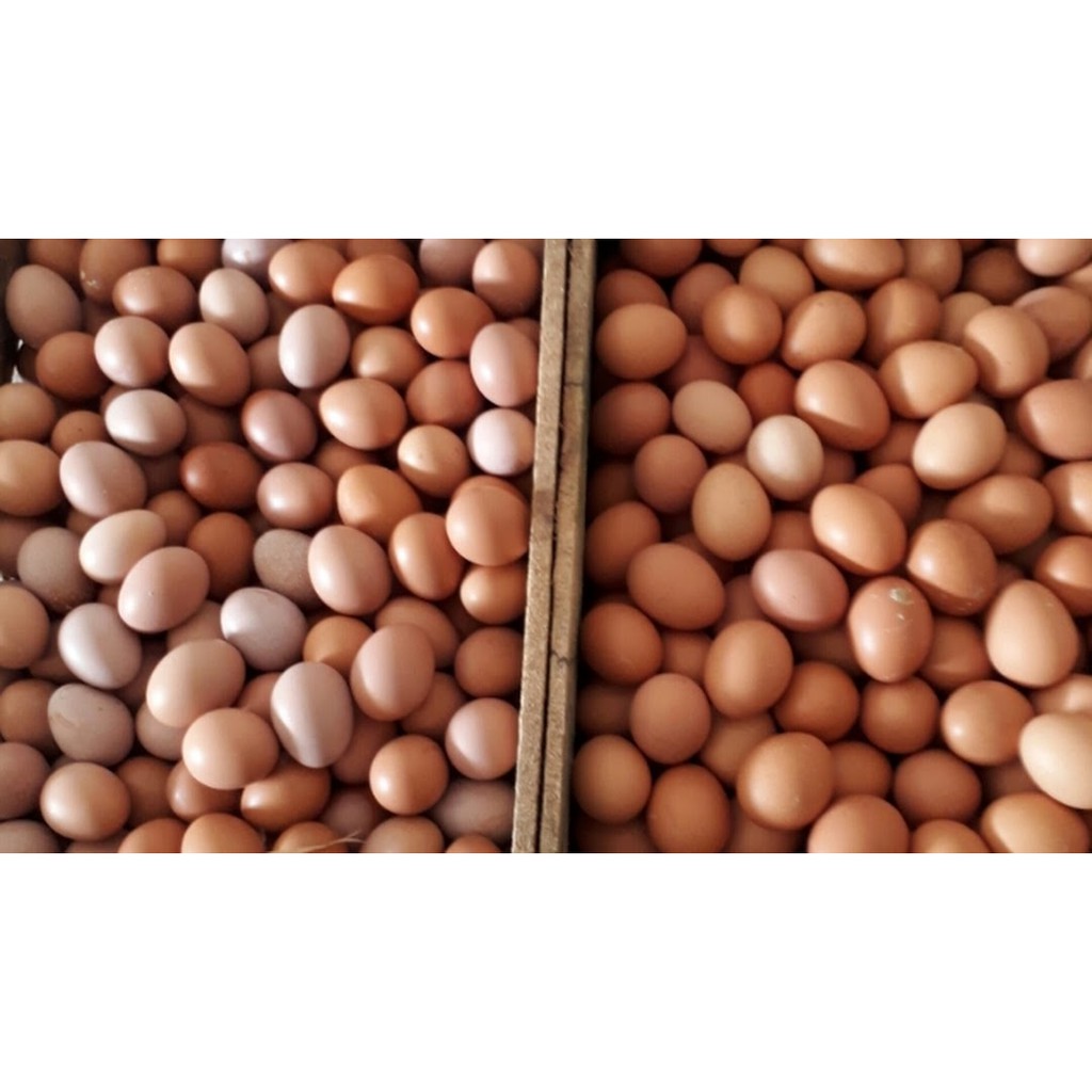 

Telur Ayam Negeri 500 Gr (0411)