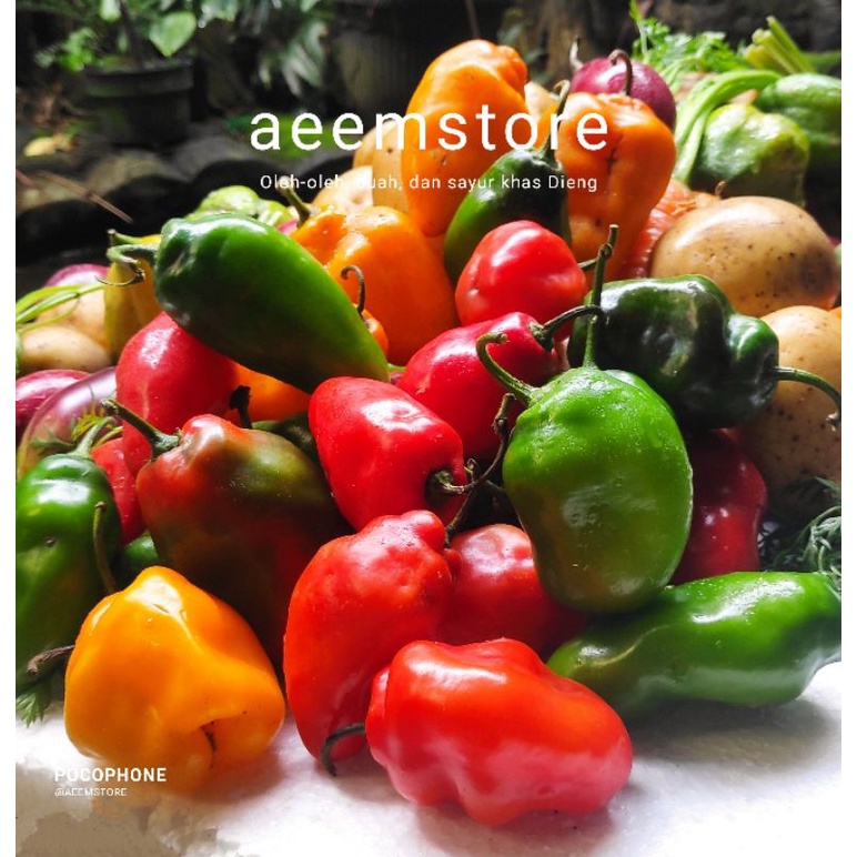 

cabe gendot / cabai dieng murah segar [ campur ] 500 gr.