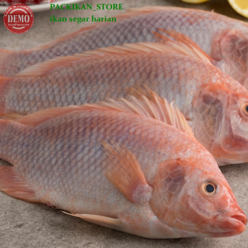 

Ikan Nila Merah Segar 1Kg / Kualitas SEGAR Dan BERGARANSI