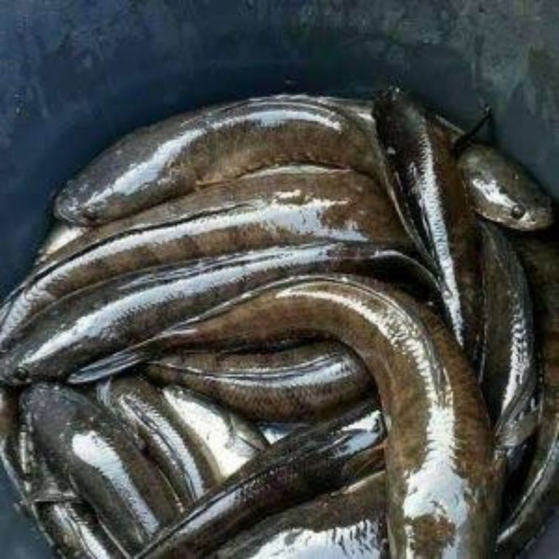 

ikan gabus segar - 1 kg