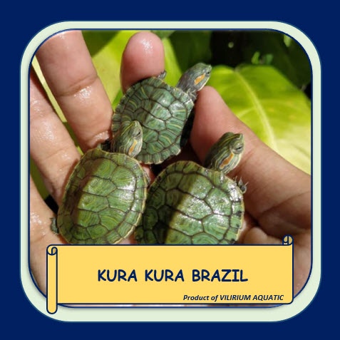 IKAN HIAS AIR TAWAR - KURA KURA BRAZIL (±8cm)