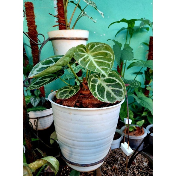 anthurium kuping gajah dorayaki