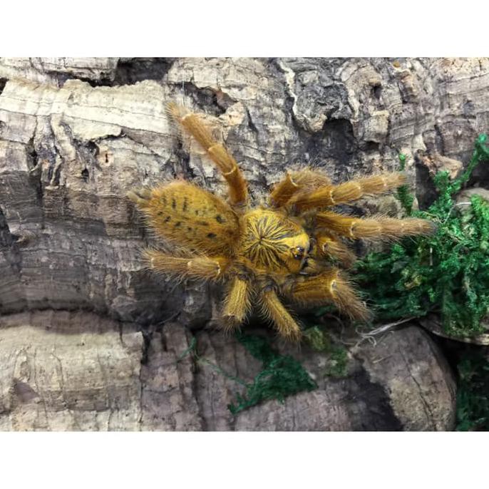 TERLARI5 ORANGE BABOON OBT PTERINOCHILUS MURINUS JUVENILLE TARANTULA LABA LABA