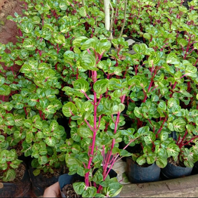 tanaman hias krokot batang merah