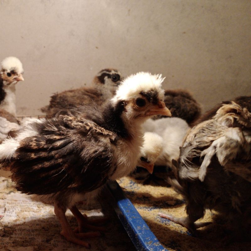 

ayam poland / ayam jambul / ayam hias/ayam import