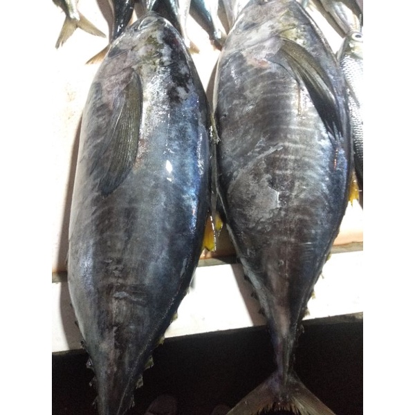 ikan tongkol segar, tongkol abu,ikan laut segar 1kg