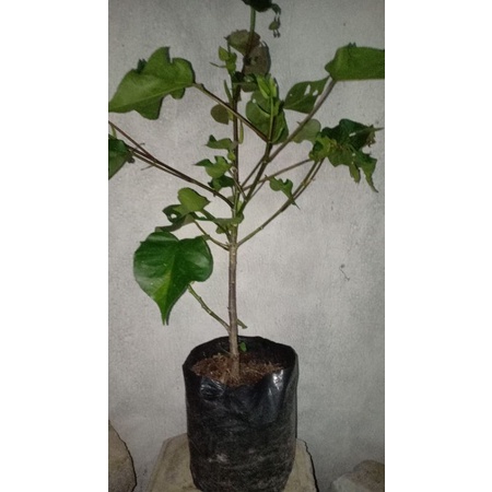 bibit bonsai waru wayang