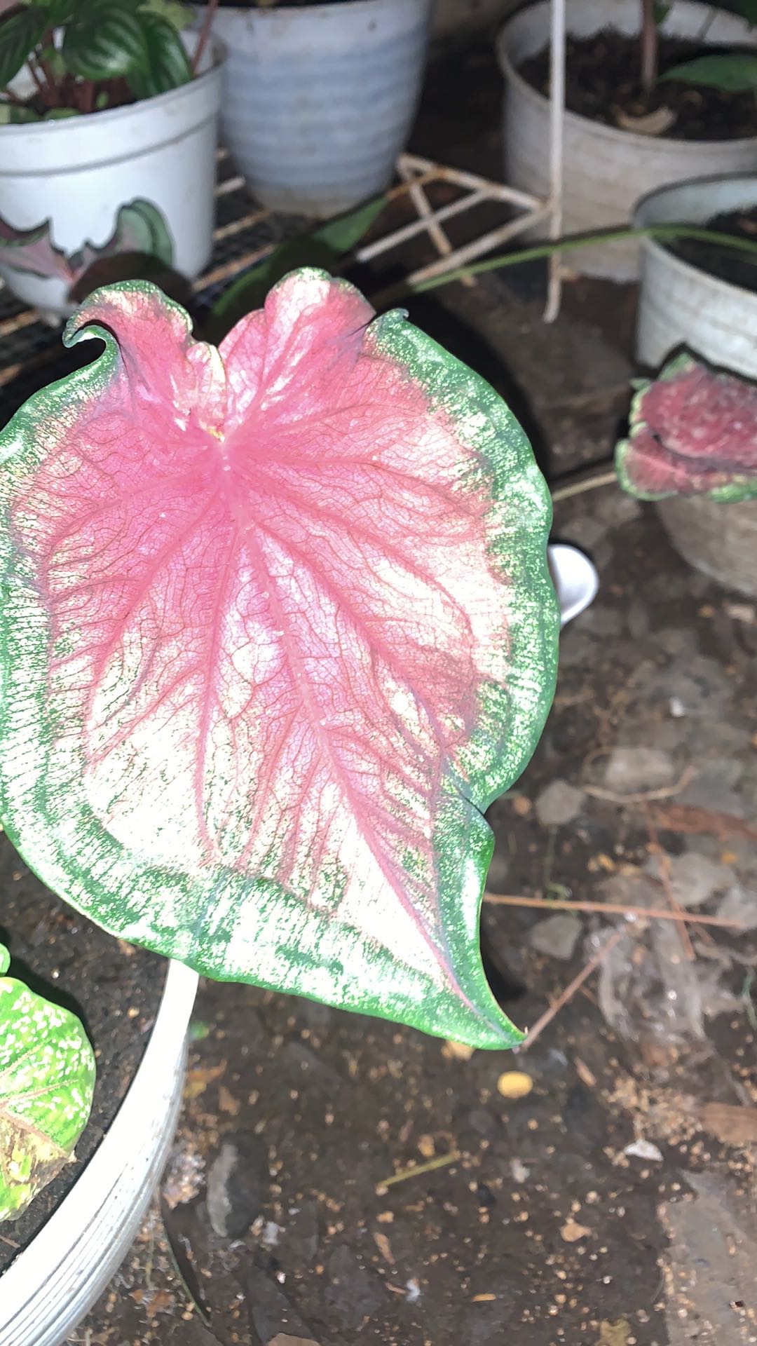Caladium Keladi Sweet Heart