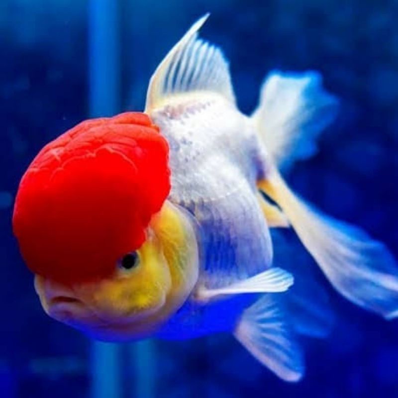 murah ikan hias mas koki red cup jumbo 7-12 cm