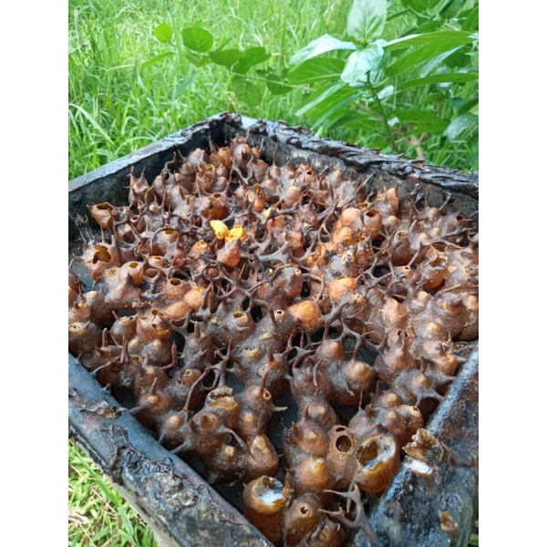 

Madu Trigona / Klanceng / Klulut Murni Dari Peternak