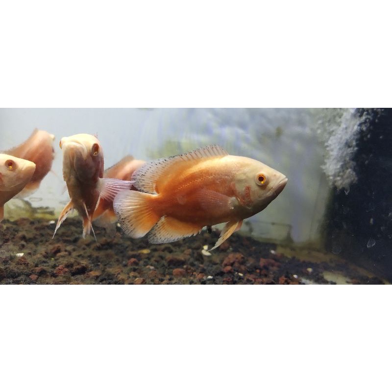 ikan oscar paris albino