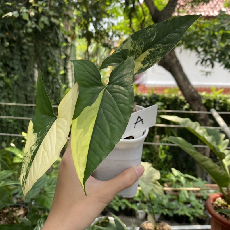Syngonium Yellow Variegata Kuning