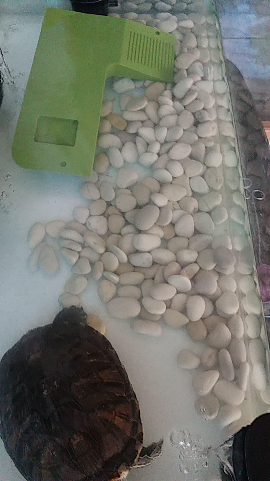 Batu Koral Kupang Putih Batu Hias Batu Alam