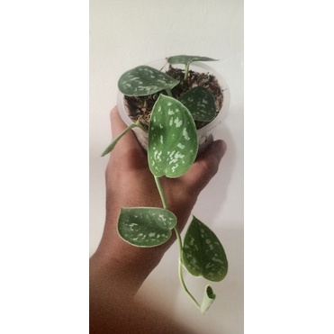 Scindapsus Argyraeus