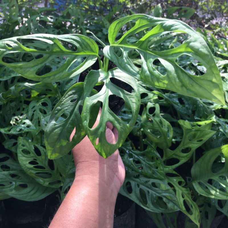 tanaman hias janda bolong -tanaman janda bolong