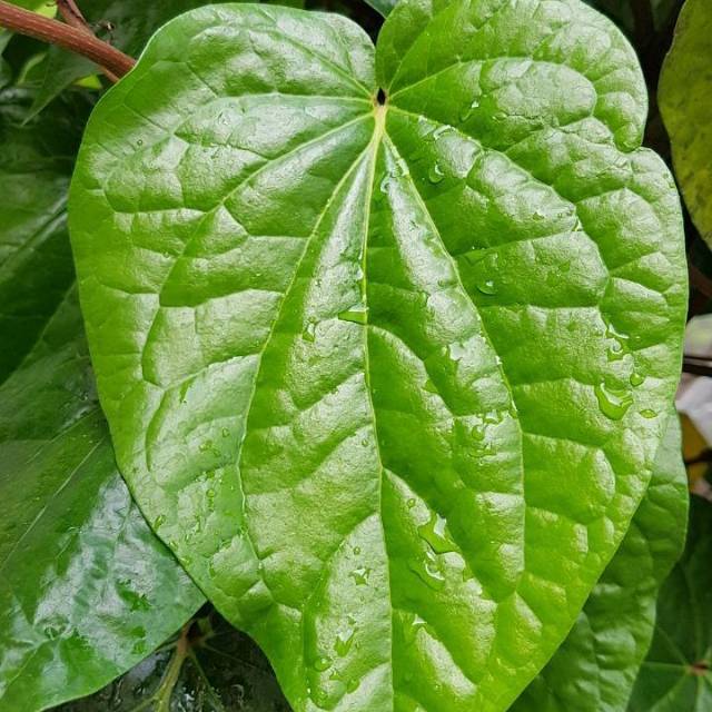 Pohon sirih | Daun sirih| Tanaman sirih herbal | daun sirih hijau | sirih rambat | tanaman herbal
