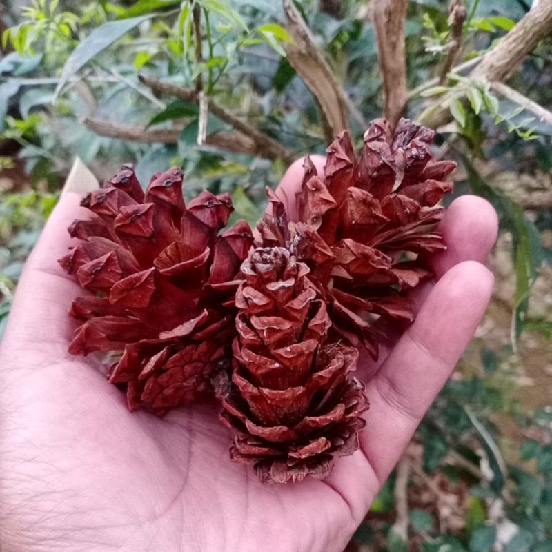 Bunga Pinus|Biji Pinus,,,,,,