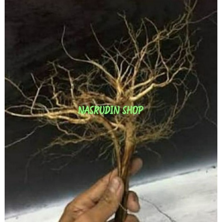 

[Fresh] AKAR SENGGANI UNTUK HIASAN AQUARIUM / AQUASKEP