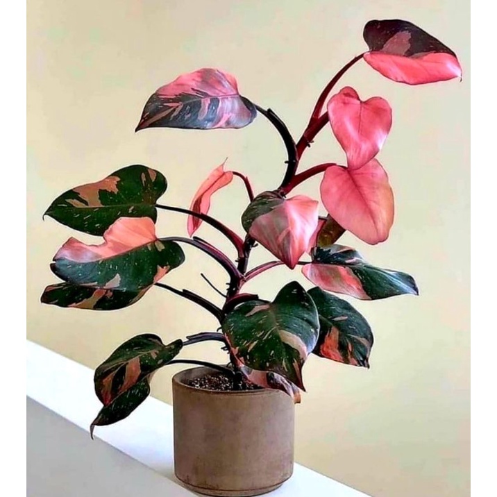 Philodendron Pink Congo Princess | Tanaman Hias Anakan Pink Congo