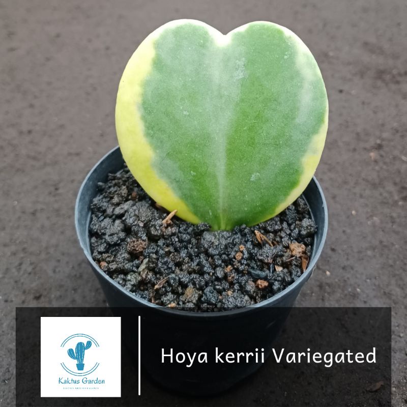 Hoya kerrii Variegated