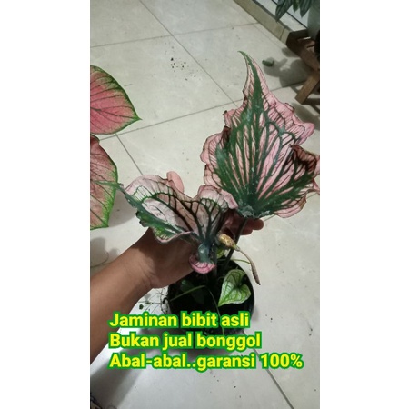 Keladi Hibrid Keris hitam